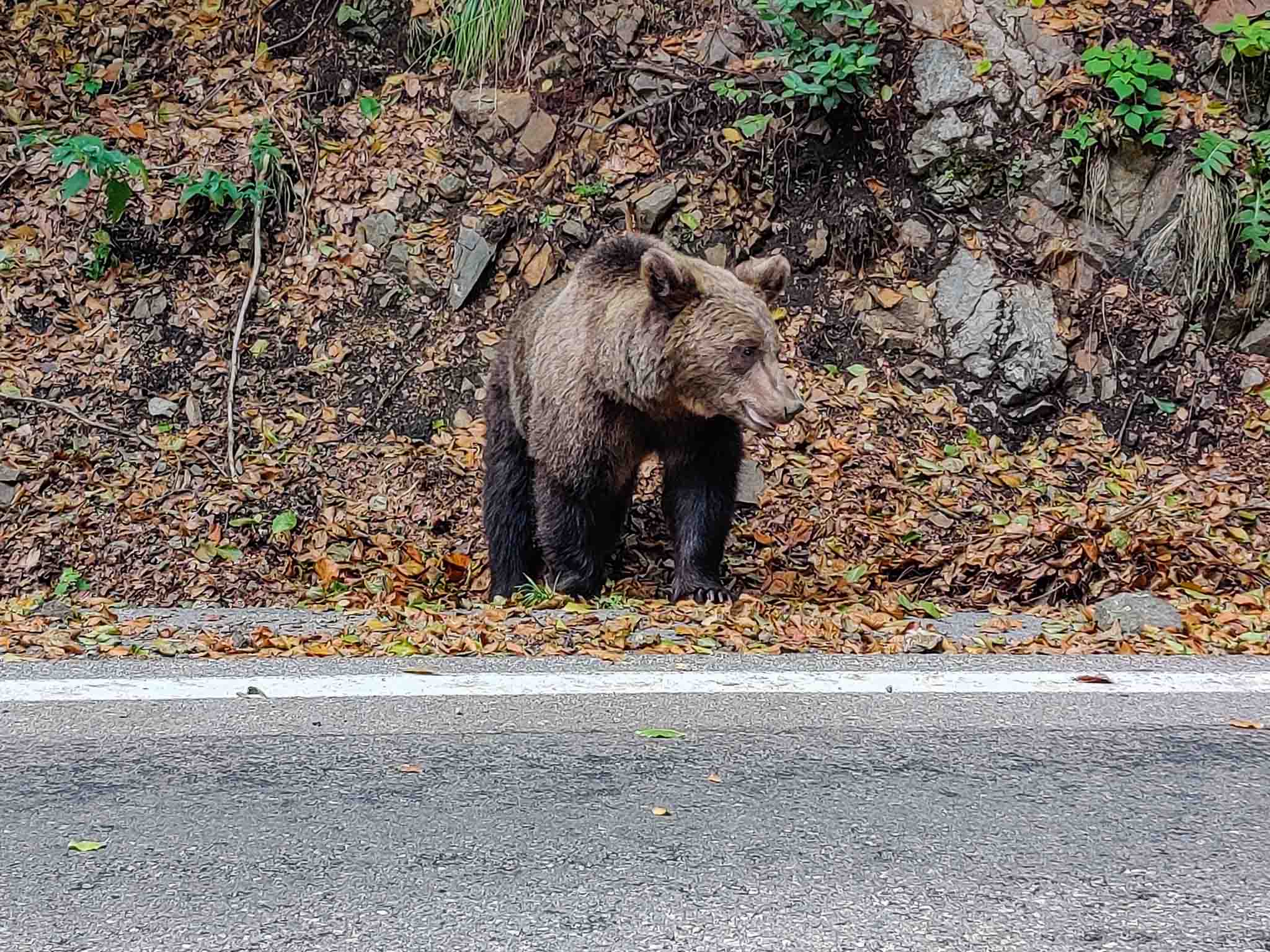 Wild bear on the road